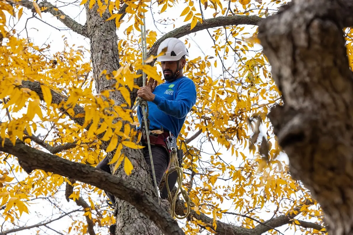 Skilled Tree Pruning crew working in Montrose